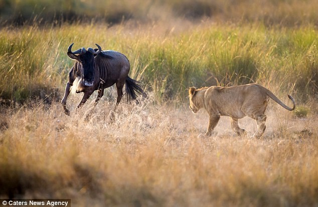 Bài học sinh tồn kinh hoàng diễn ra trong công viên quốc gia Maasai Mara của Kenya, nơi con sư tử cái dạy con mình cách săn lùng và giết chết một con linh dương sống.